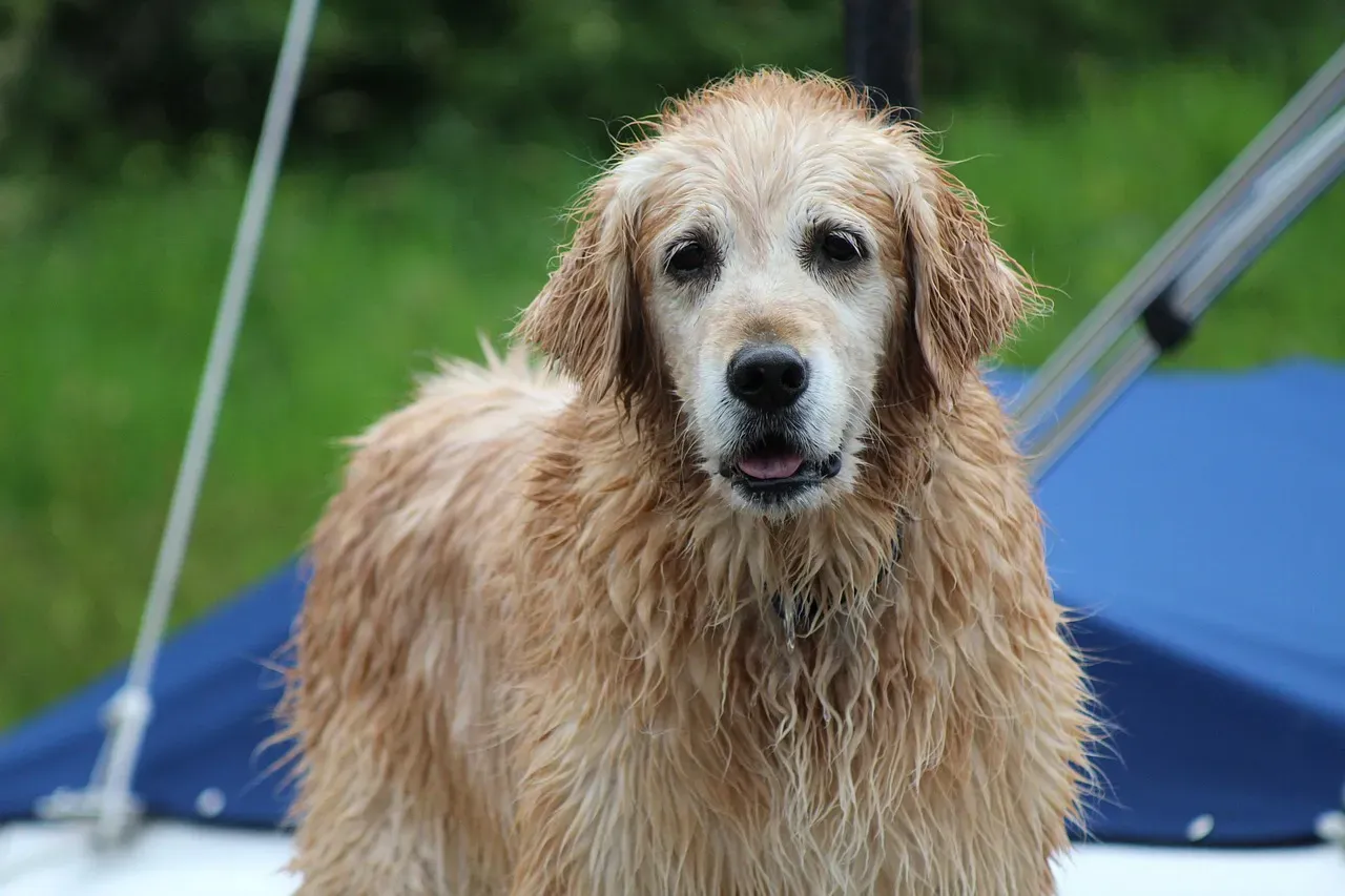 2. Golden Retriever: Born to Retrieve, Born to Swim (Image Credits: Pixabay)