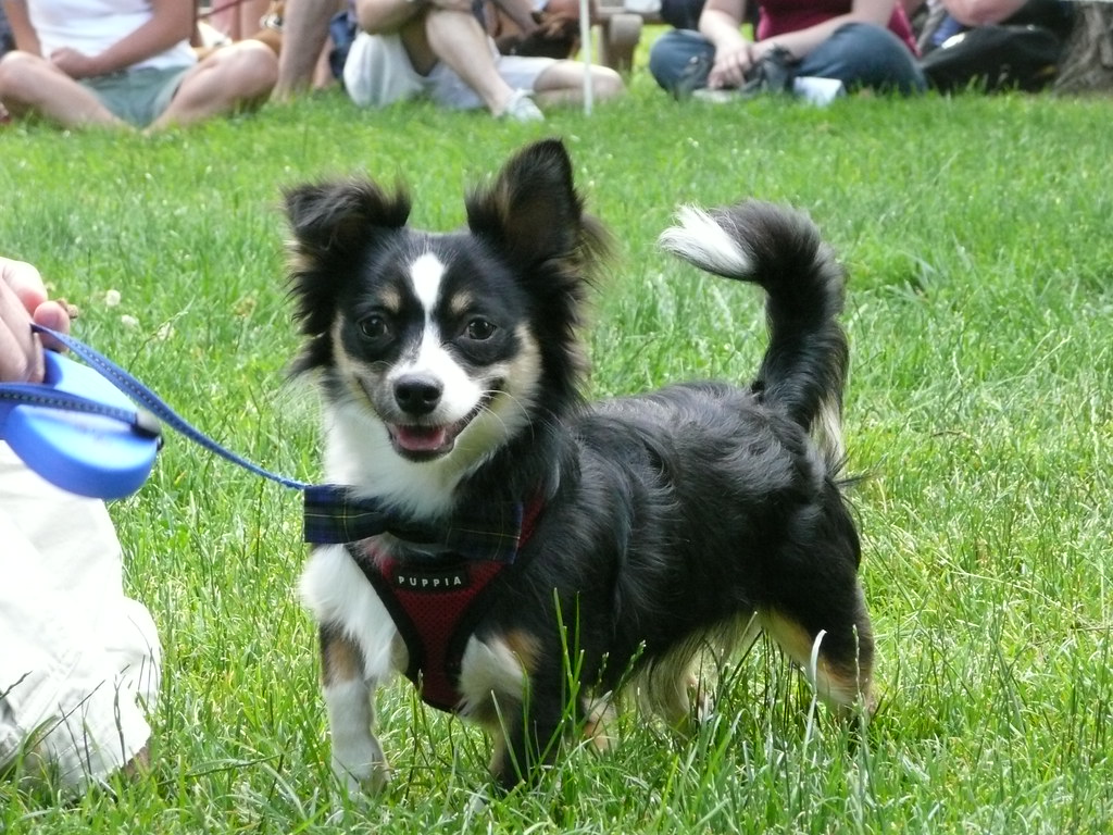 When Circling Becomes a Health Concern (Image Credits: Flickr)