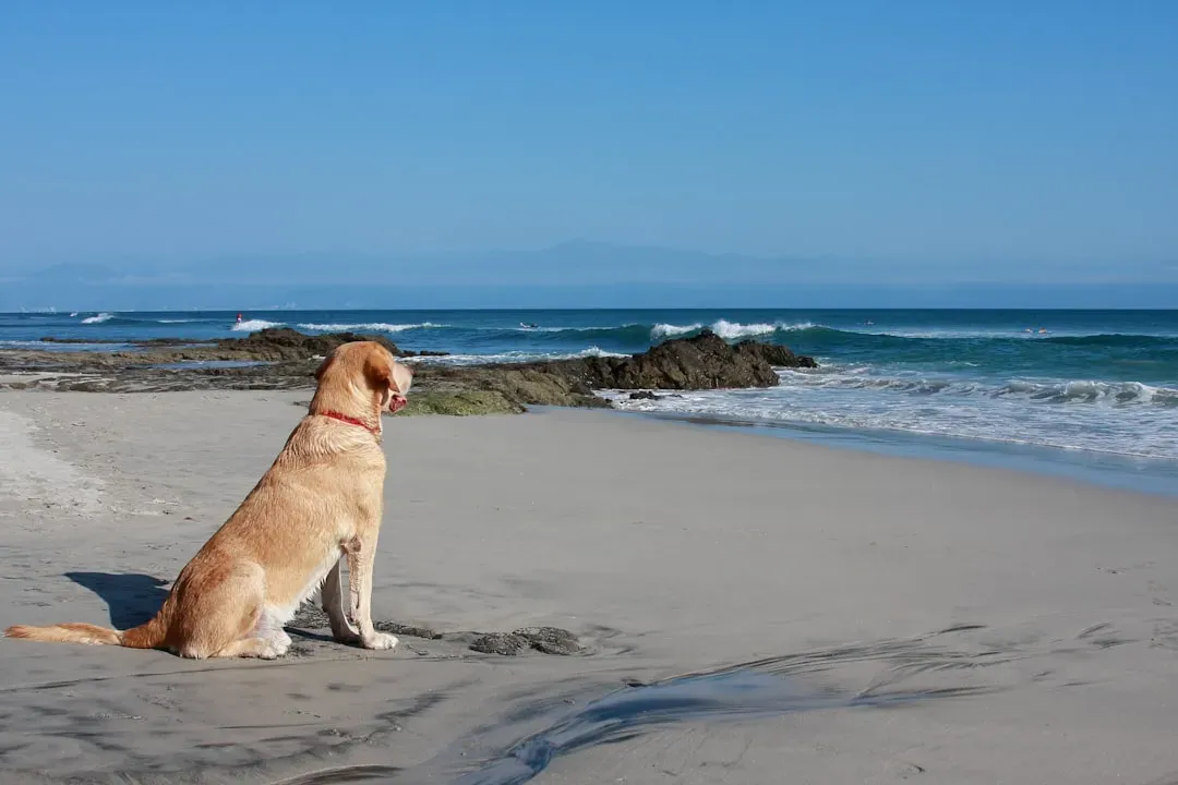 They Show Extra Patience With Routine Changes (Image Credits: Unsplash)