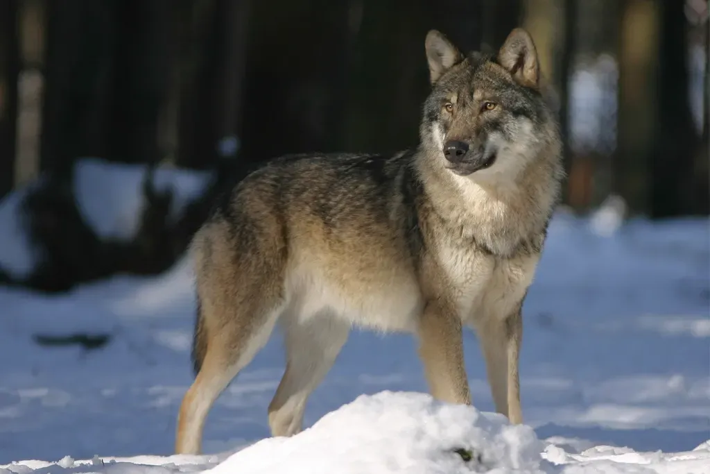 17. Norwegian Elkhound – Hardy Hunter With a Weatherproof Coat (Image Credits: Rawpixel)