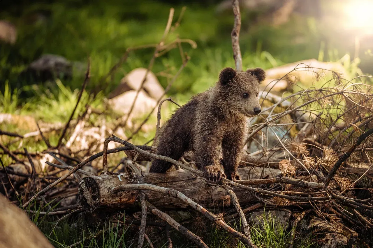 A Cub Stolen From the Wild (Image Credits: Pixabay)