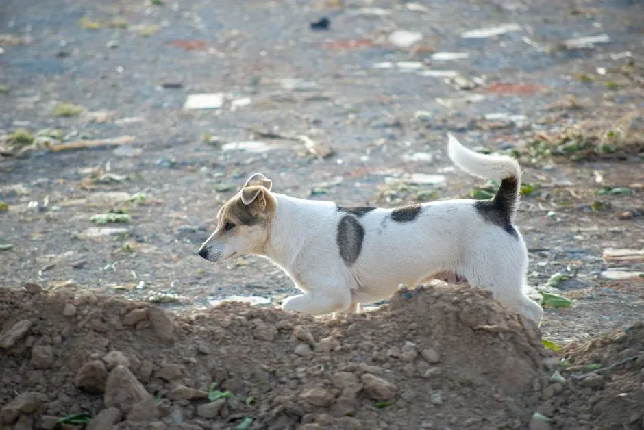 Calm, Grounded Energy Animals Can Actually Feel (Image Credits: Pexels)