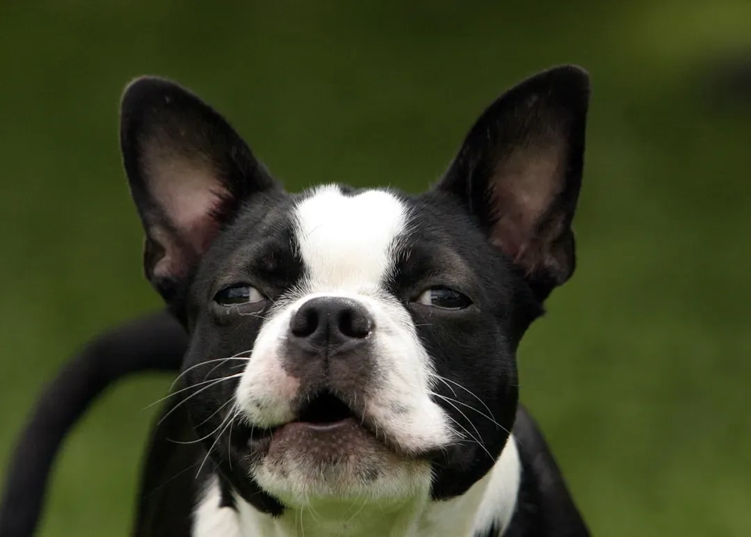 9. Boston Terrier: The Social Strategist in a Tuxedo (Image Credits: Unsplash)