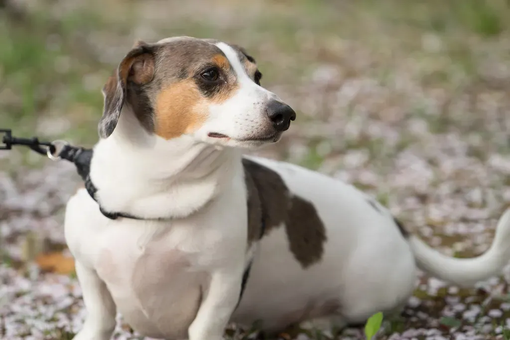 The Dachshund: Small Dog, Big Attitude (Image Credits: Flickr)