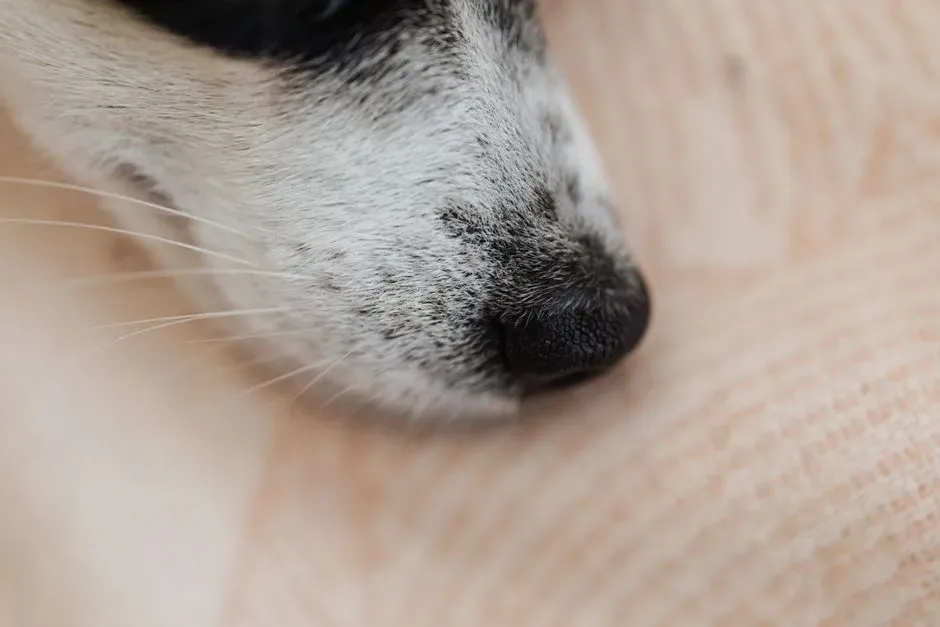 Why Dogs’ Noses Are Essentially Living Medical Devices (Image Credits: Pexels)