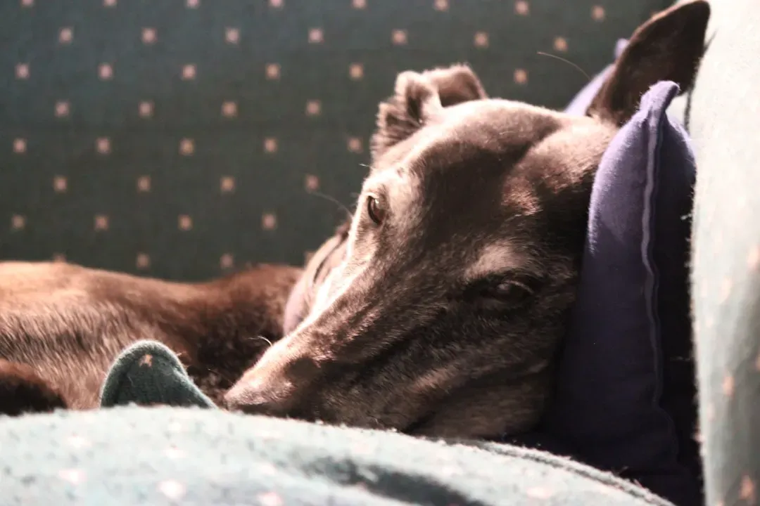 4. Greyhound: The World's Fastest Couch Potato (Image Credits: Unsplash)