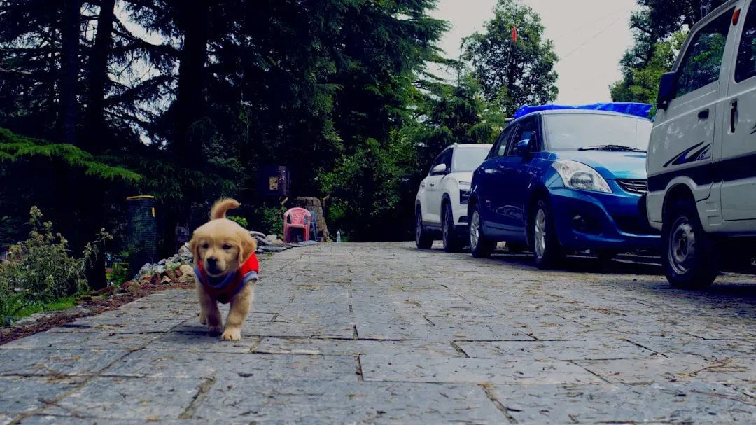 Failing to Teach Independence Early On (Image Credits: Unsplash)