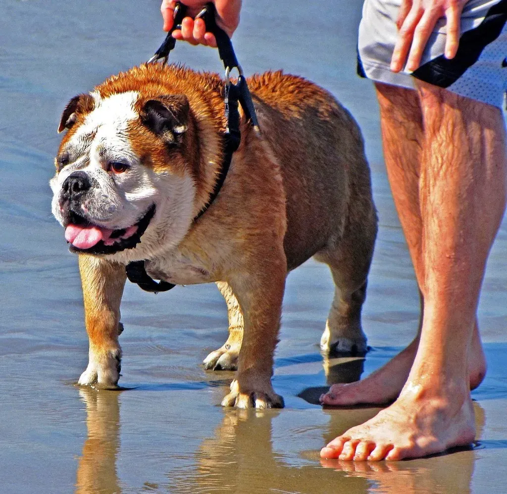 Your Unique Scent Signature (Image Credits: Flickr)