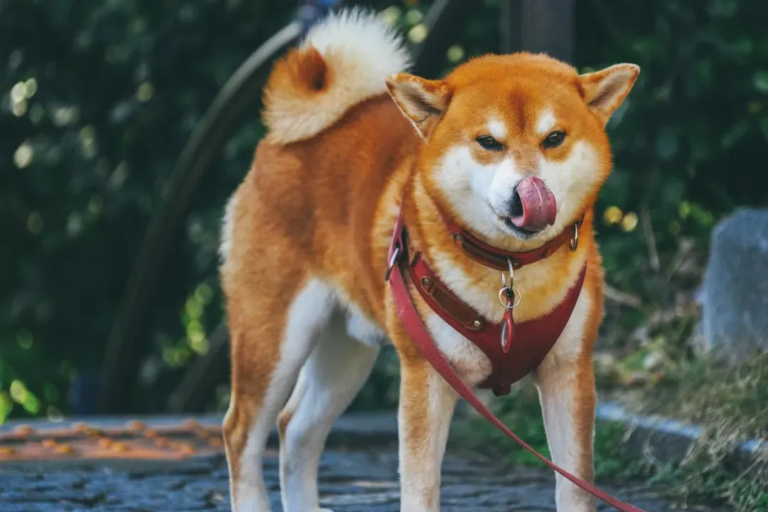 #3. Akita (Image Credits: Unsplash)