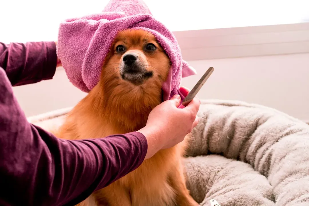Cocker Spaniel: Gentle Soul With Manageable Energy (Image Credits: Unsplash)