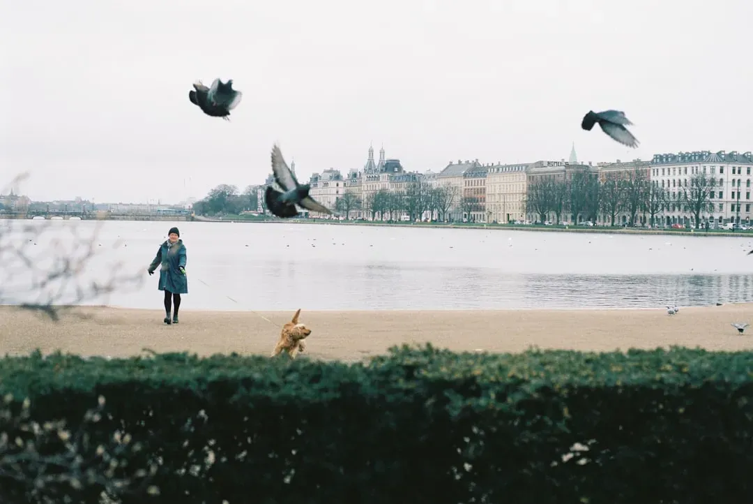Copenhagen, Denmark – A Calm, Walkable European Gem for Dogs (Image Credits: Unsplash)
