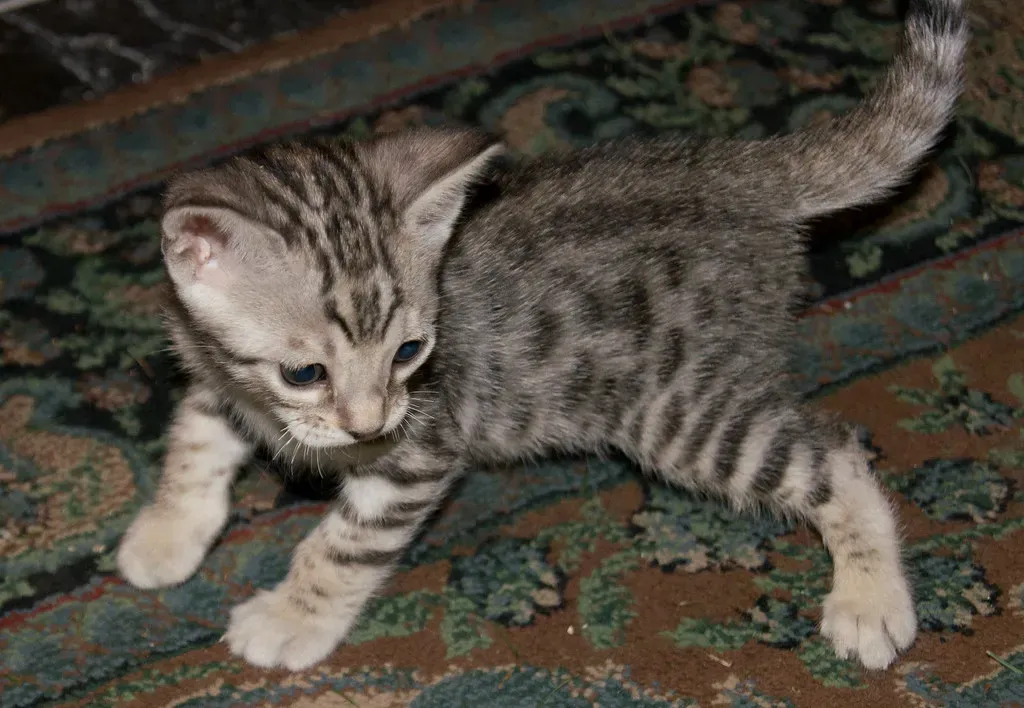12. Savannah – The Wild-Looking Problem Solver (Image Credits: Flickr)