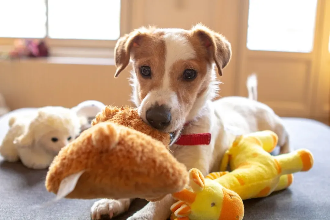 The “Gift” Of The Toy Is A Social Ritual And A Sign Of Deep Trust (Image Credits: Unsplash)