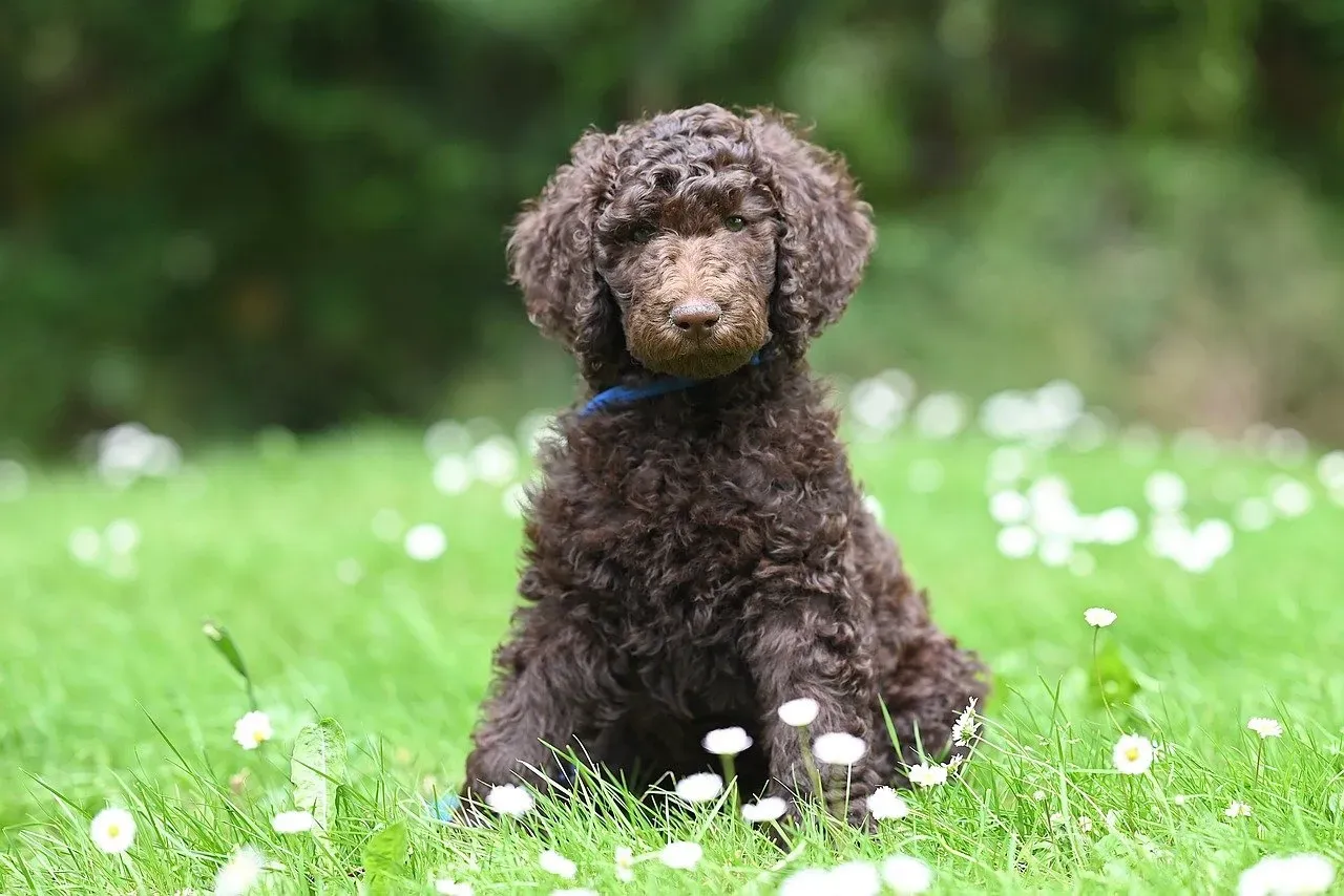 2. Poodle: The Brainy City Companion in Every Size (Image Credits: Pixabay)