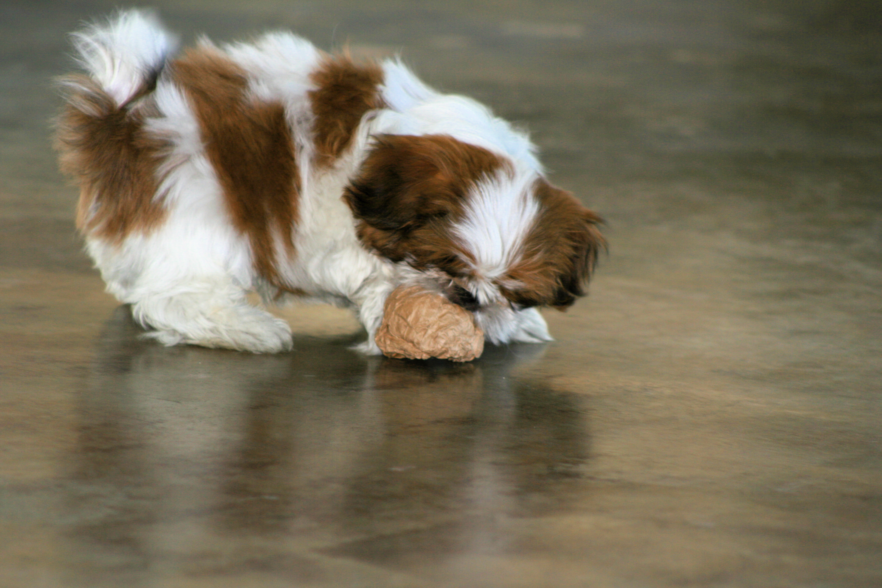 Why They're Perfect for Modern Life (Image Credits: Wikimedia)