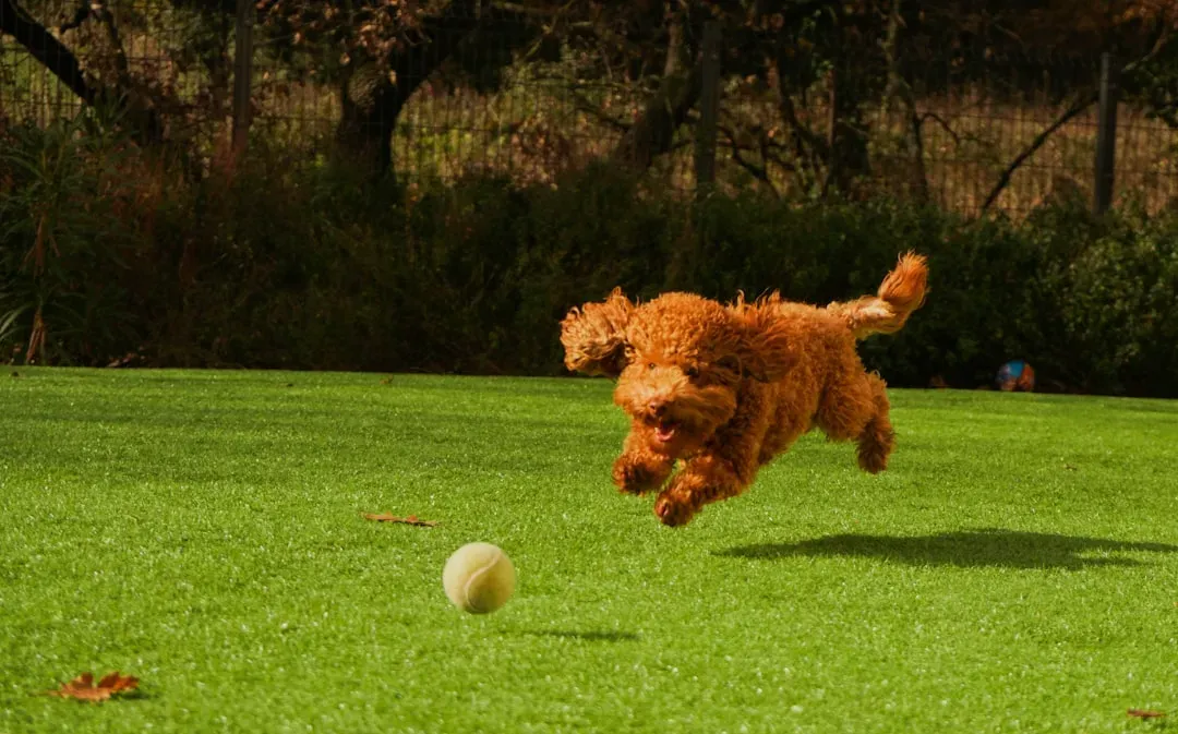 Gemini Connects Through the Poodle’s Quick Wit (Image Credits: Unsplash)