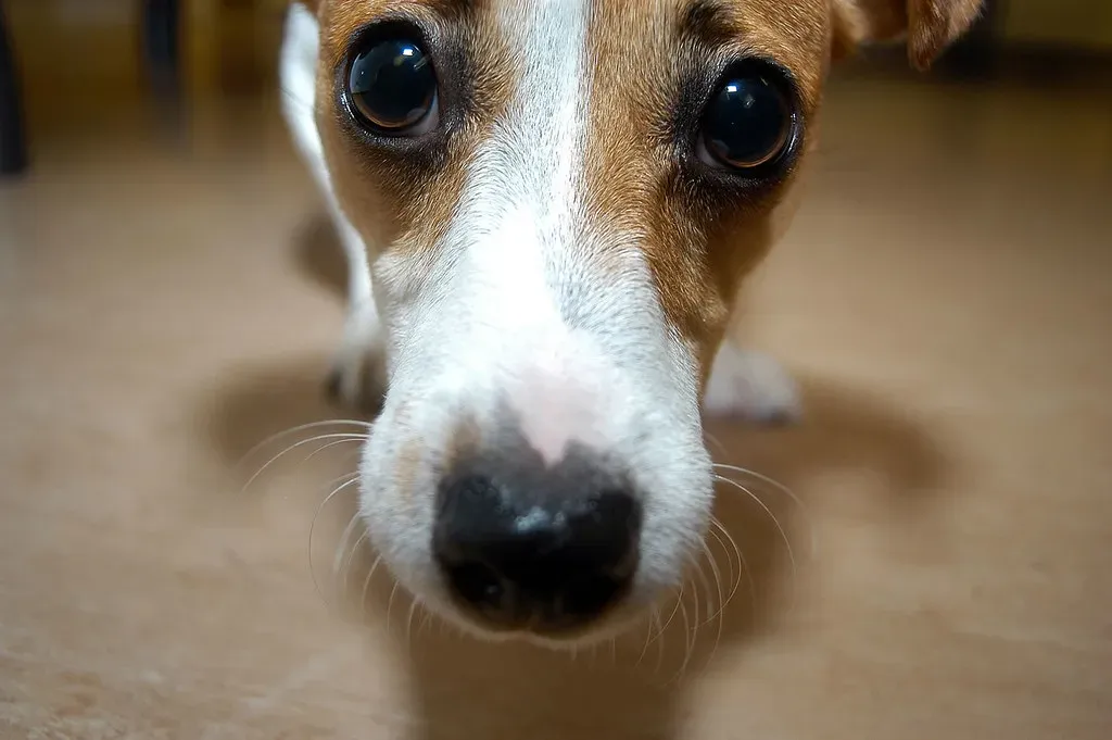 Whiskers Add a Sensitive Layer of Touch (liverpoolhls, Flickr, CC BY 2.0)
