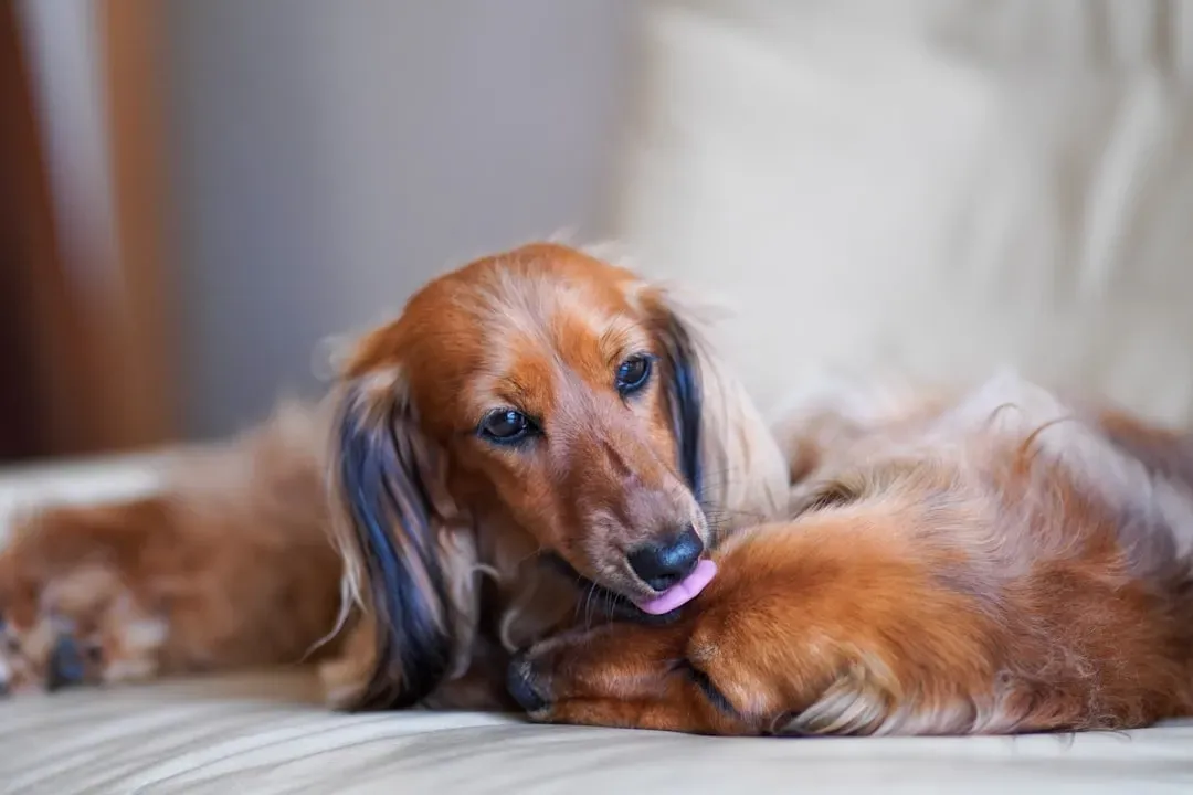 Grooming and Shedding: Smooth, Long, or Wire Coats (Image Credits: Unsplash)