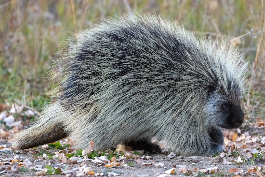 Porcupines: Walking Pin Cushions with Painful Consequences (Image Credits: Unsplash)