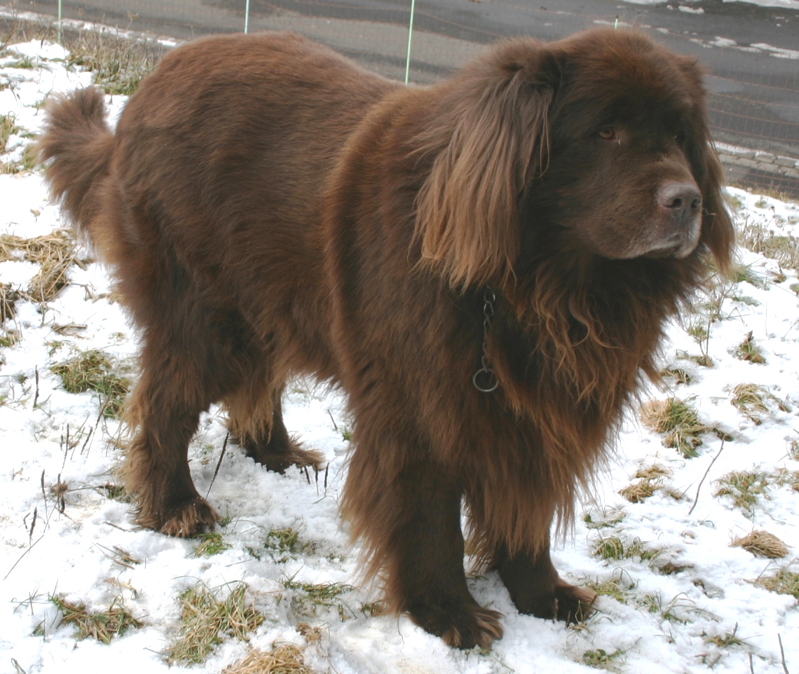 Newfoundland: The Lifesaving Companion (Image Credits: Wikimedia)