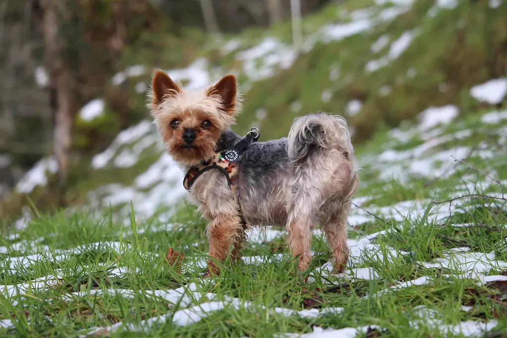 7. Yorkshire Terrier: Looks Warm, Isn't (Matrixia2013, Flickr, CC BY 2.0)