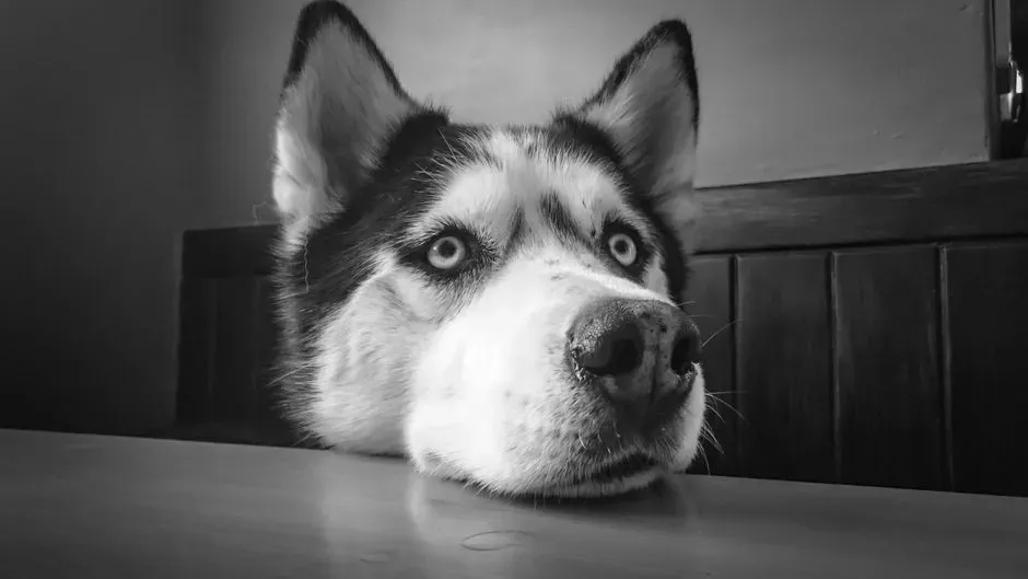 #4 - The "You're Not a Cat, Get Off the Counter" Negotiation (Image Credits: Pexels)