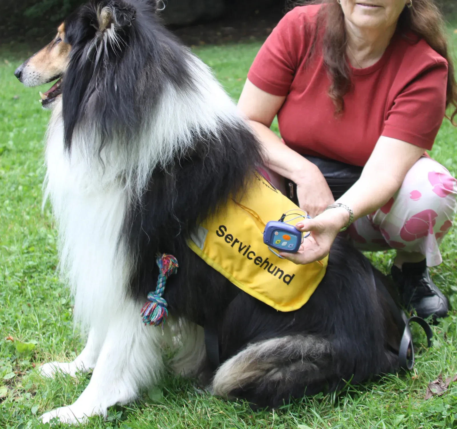 Not Every Dog Will Be a Seizure-Alert Star (Self-photographed, CC BY-SA 3.0)