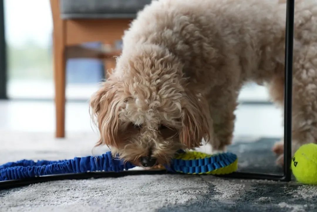 1. The Braided T-Shirt Tug Rope: Simple, Sturdy, and Satisfying (Image Credits: Unsplash)