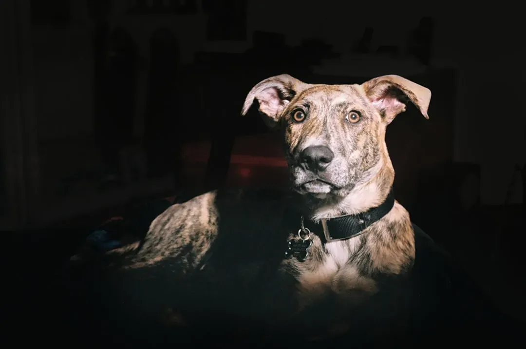 #15 - Staying Calm and Silent in Total Darkness (Image Credits: Unsplash)