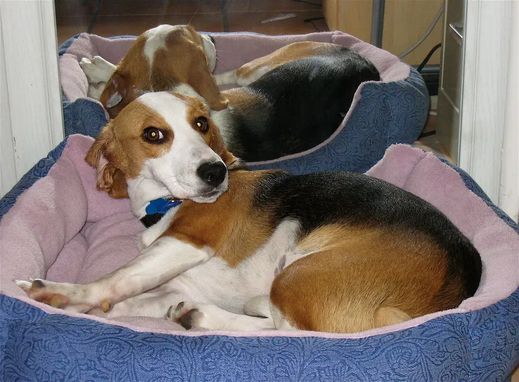 Craft a Bond That Lasts with Vocal Variety (Image Credits: Flickr)