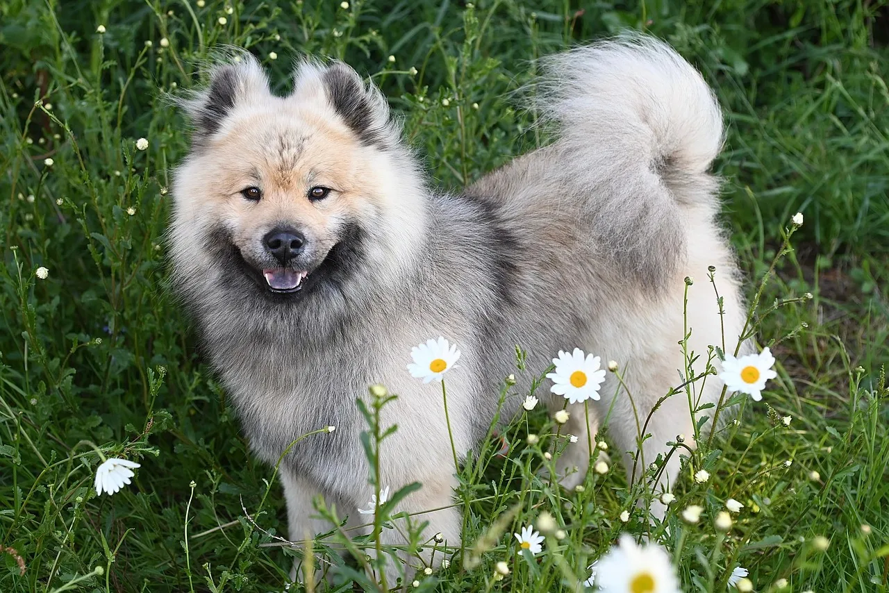 Leo: The Affectionate Leader (Image Credits: Pixabay)
