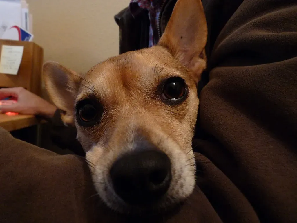 Virgo: The Perfectionist Versus the Clingy Companion (Image Credits: Flickr)