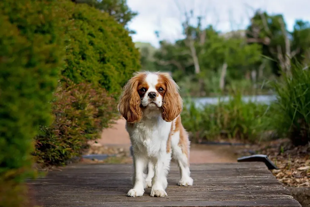 4. Cavalier King Charles Spaniel: The Gentle Lap Dog (Image Credits: Unsplash)