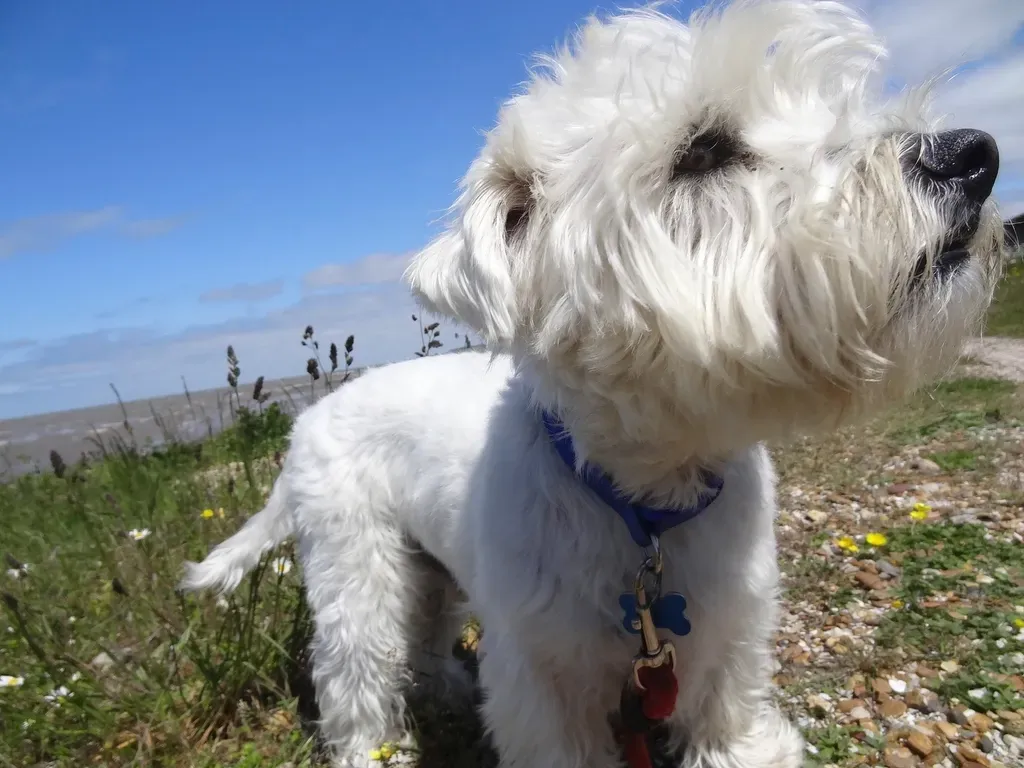 3. Your Stress Levels Drop in Ways That Surprise You (Image Credits: Rawpixel)