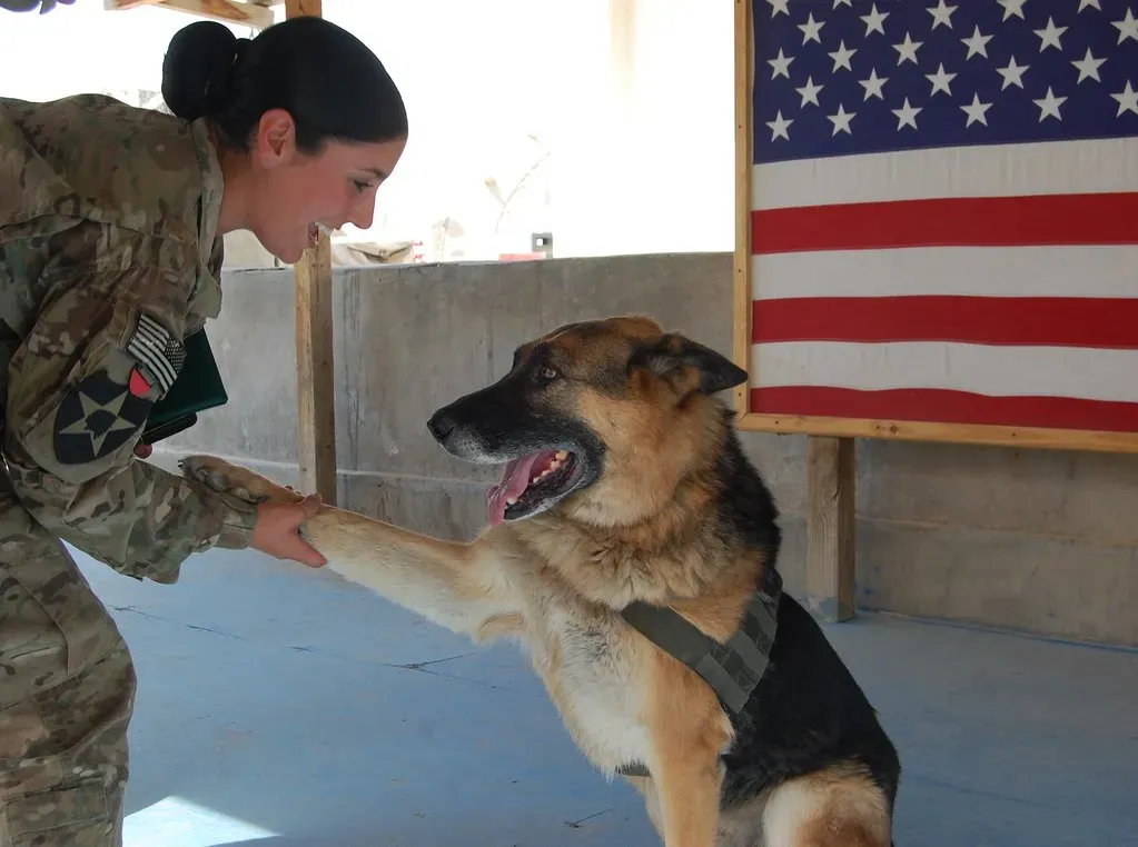 They Need to Go Outside (DVIDSHUB, Flickr, CC BY 2.0)
