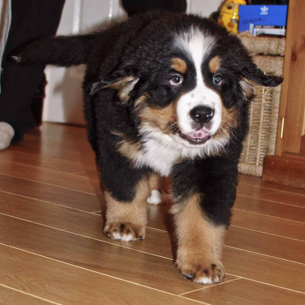#10. Bernese Mountain Dog - The Swiss Ambassador of Friendship (Image Credits: Flickr)