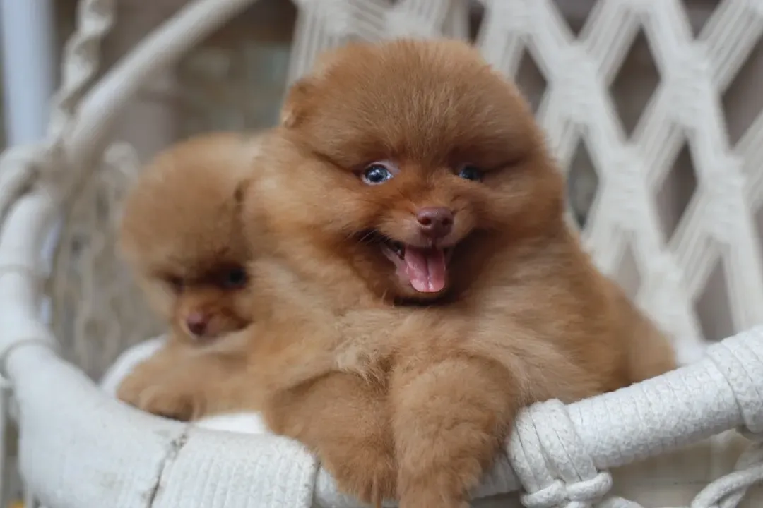 Understanding Small Breed Health Needs (Image Credits: Unsplash)