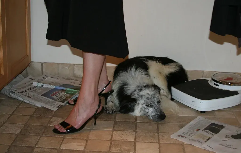 Separation Anxiety or Pure Love? (Image Credits: Flickr)