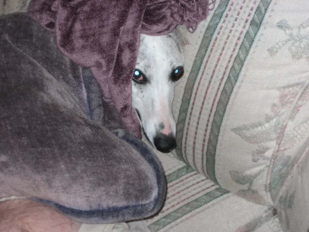6. Whippet - The Gentle Speedster Who Loves the Sofa (wanderingone, Flickr, CC BY 2.0)