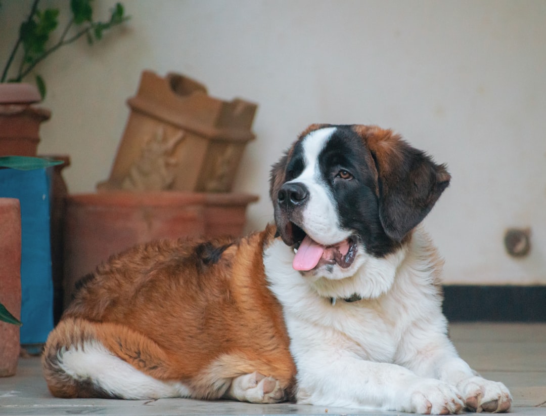 Saint Bernard - Gentle Giant, Wrong Energy (Image Credits: Unsplash)