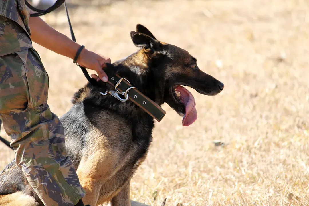 #5 - A "Shift Change" Phrase When You Take Over Guard Duty (Image Credits: Unsplash)