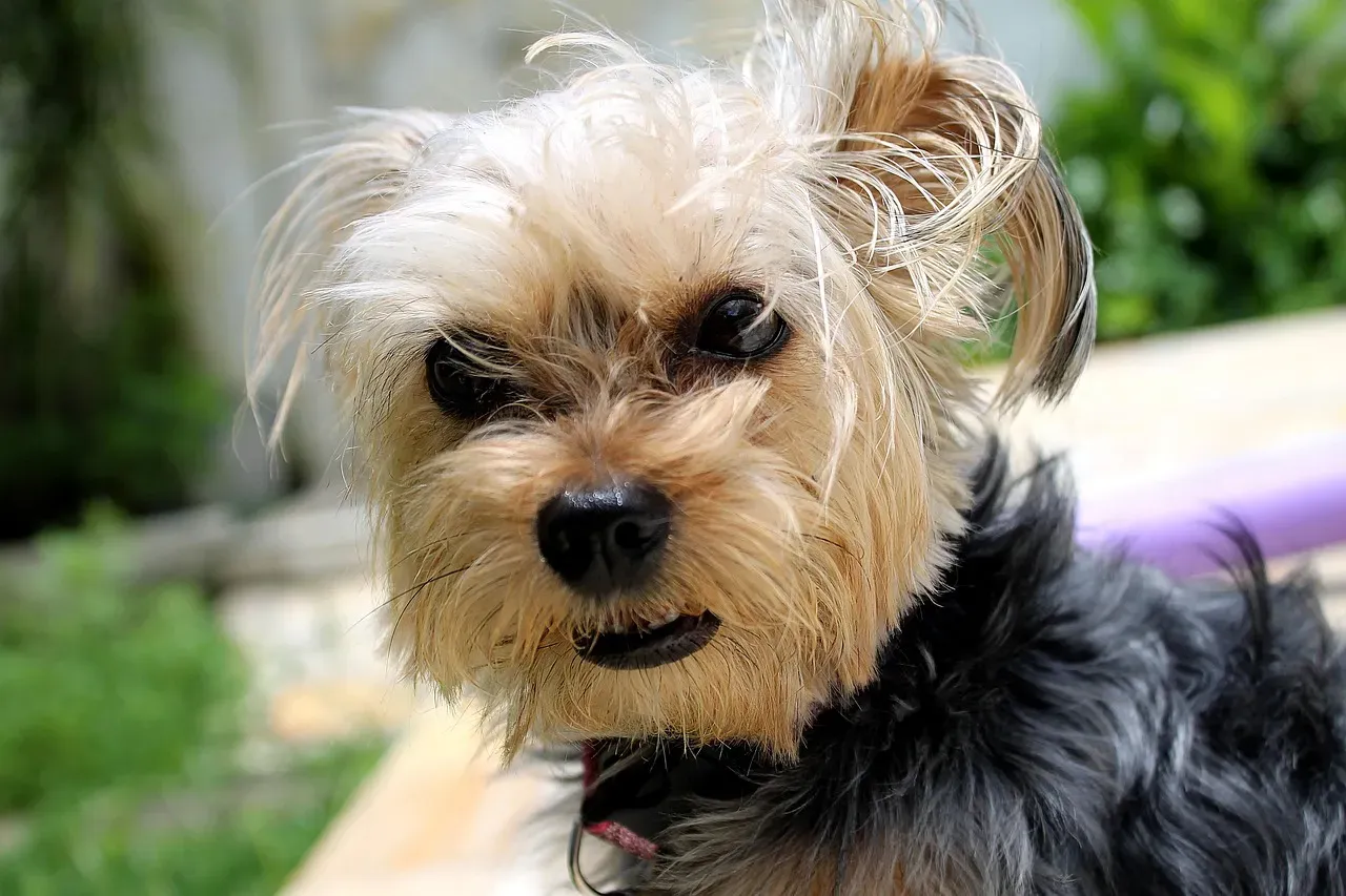#5 - Whether Your Dog Is Confident, Insecure, or Faking It (Image Credits: Pixabay)