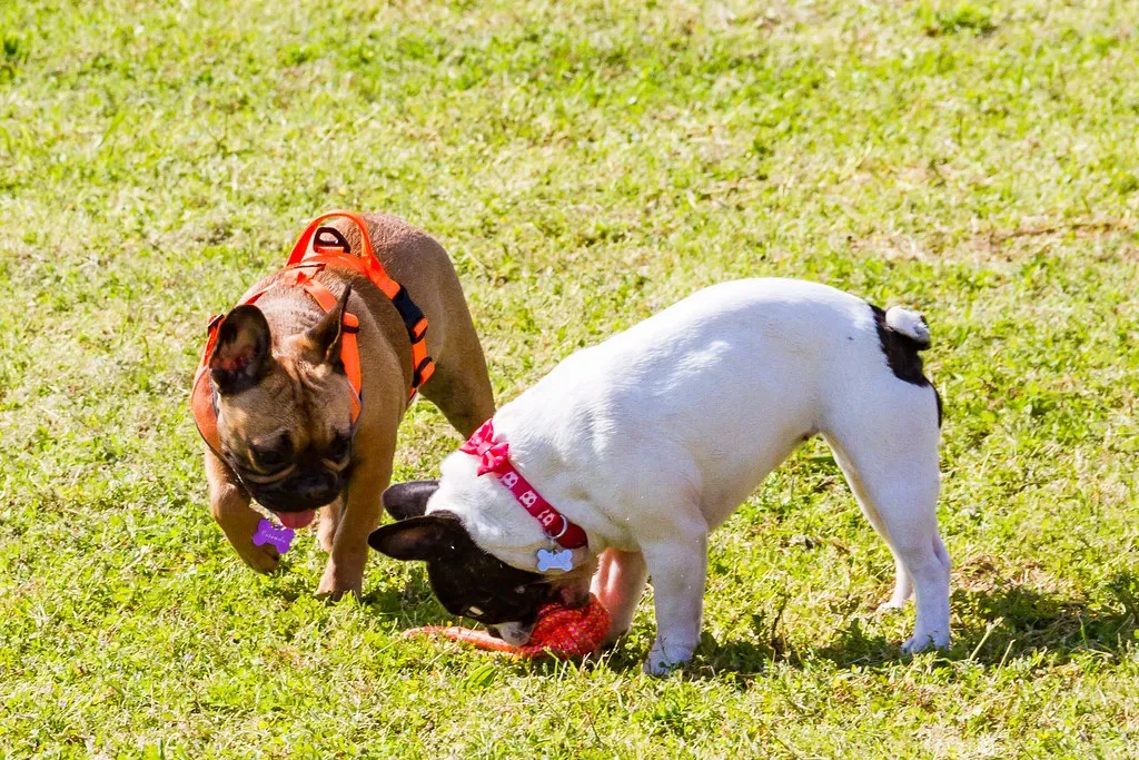 The Takeaway: Your Dog Is a Generous Soul (lua.bittencourt, Flickr, CC BY 2.0)