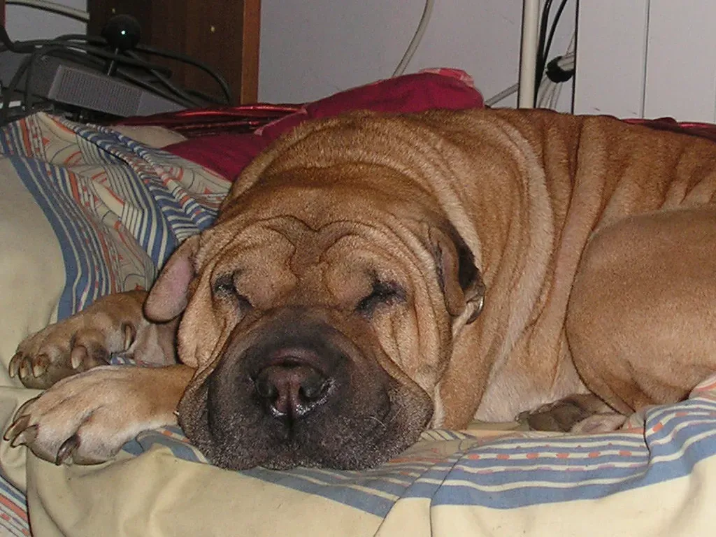 Do Dogs Have Nightmares? (kalamita, Flickr, CC BY 2.0)