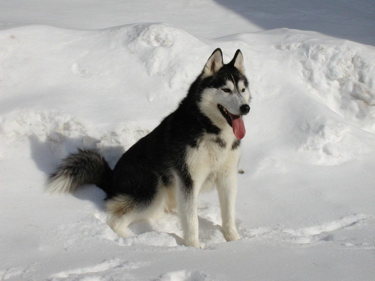 Siberian Husky (Image Credits: Pixabay)