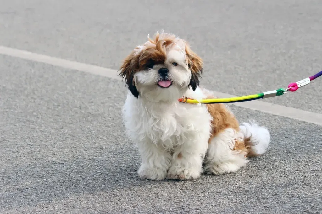 Rethinking Walks: Your Dog’s Emotional Life on the End of the Leash (Image Credits: Rawpixel)
