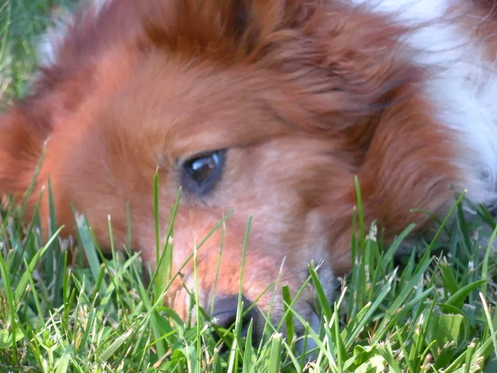 The Ancient Instinct Behind the Behavior (Image Credits: Flickr)