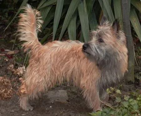 Cairn Terrier (Image Credits: Wikimedia)