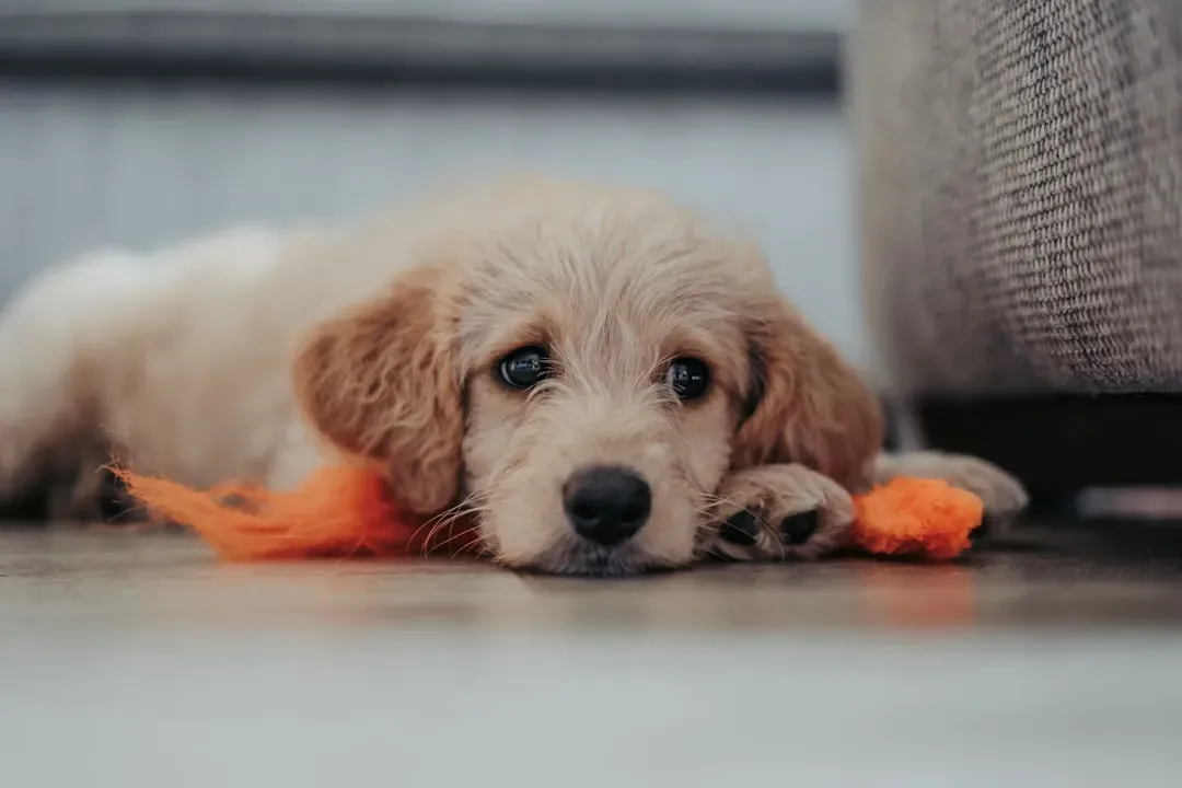 Can Puppies and Senior Dogs Eat Carrots? (Image Credits: Unsplash)