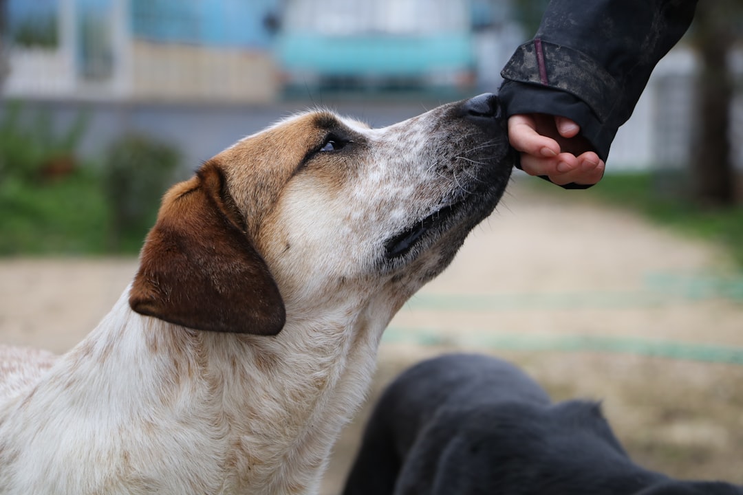Respect Their Communication Signals (Image Credits: Unsplash)